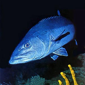 Lomng-finned-eel