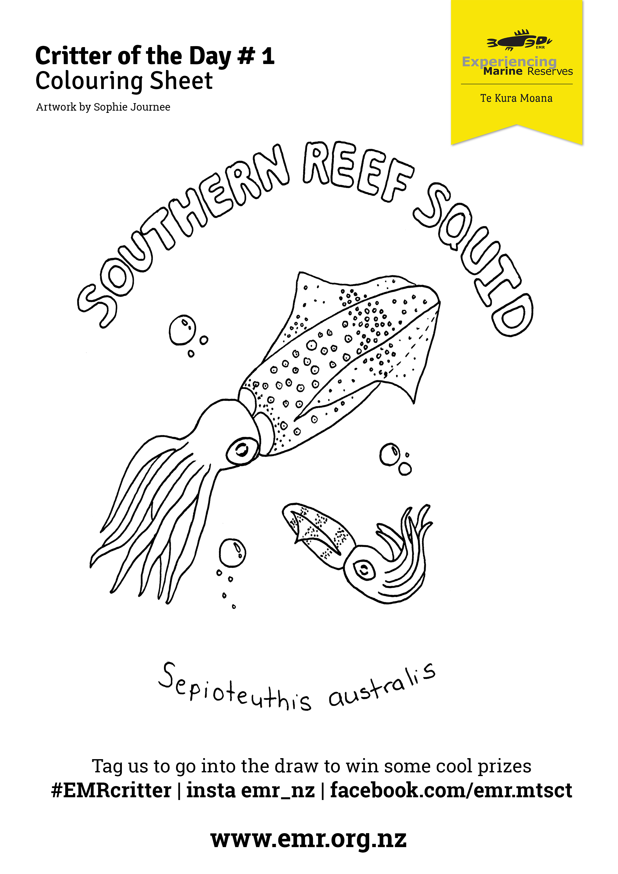 Critter of the Day Southern Reef Squid Colouring in